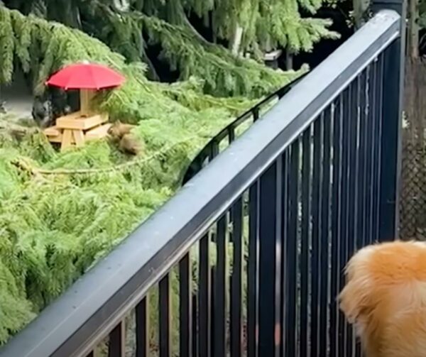 Golden Retriever's Special Gift for His Squirrel Friend Will Melt Your Heart-1