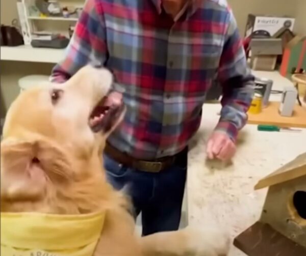 Golden Retriever's Special Gift for His Squirrel Friend Will Melt Your Heart-1