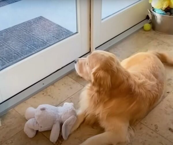 Golden Retriever's Special Gift for His Squirrel Friend Will Melt Your Heart-1