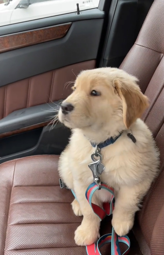 Golden Retriever’s Unexpected Encounter with Windshield Wipers Will Leave You in Stitches-1
