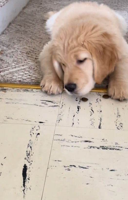 Golden Retriever’s Unexpected Encounter with Windshield Wipers Will Leave You in Stitches-1