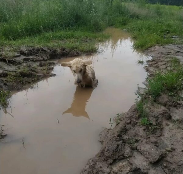 Heartbreaking Discovery of a Pup Fighting for Survival in a Puddle-1