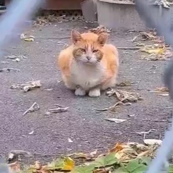 Heartfelt Reunion: Two Stray Cats Find Their Forever Home Together-1