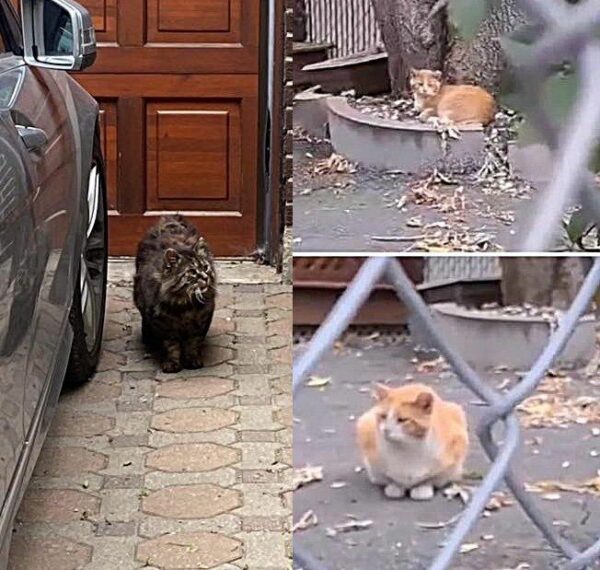 Heartfelt Reunion: Two Stray Cats Find Their Forever Home Together-1