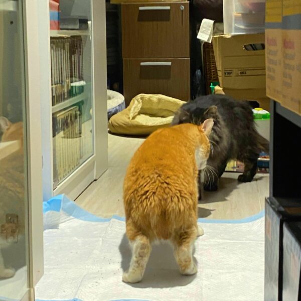 Heartfelt Reunion: Two Stray Cats Find Their Forever Home Together-1