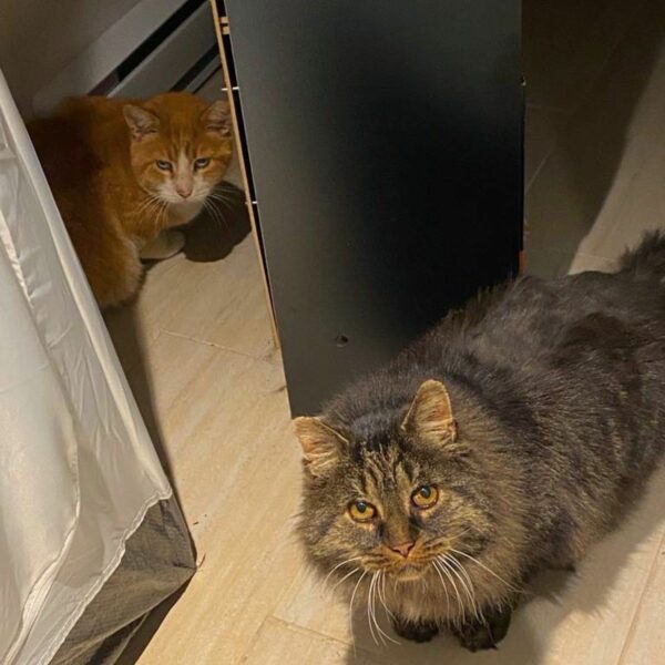 Heartfelt Reunion: Two Stray Cats Find Their Forever Home Together-1