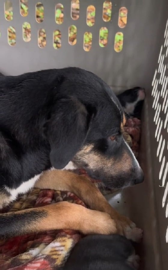 Incredible Rescue: Mama Dog's Desperate Fight for Her Puppies Ends in an Unbelievable Twist-1