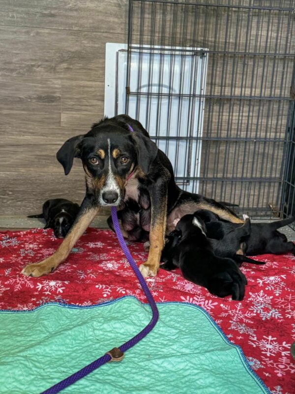 Incredible Rescue: Mama Dog's Desperate Fight for Her Puppies Ends in an Unbelievable Twist-1