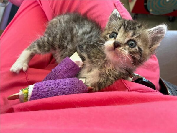 Incredible Transformation: How a Brave Kitten Overcame Obstacles to Become the Most Playful Cat-1