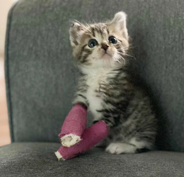 Incredible Transformation: How a Brave Kitten Overcame Obstacles to Become the Most Playful Cat-1