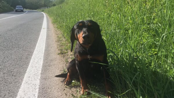 Man Discovers Pregnant Dog Waiting Desperately for Help on the Highway-1