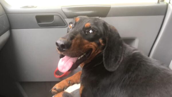 Man Discovers Pregnant Dog Waiting Desperately for Help on the Highway-1