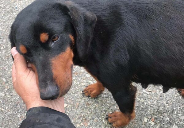 Man Discovers Pregnant Dog Waiting Desperately for Help on the Highway-1