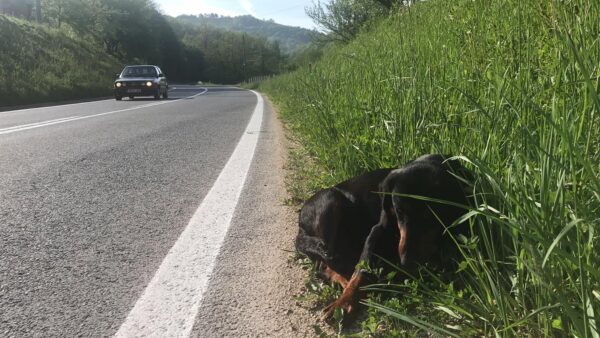 Man Discovers Pregnant Dog Waiting Desperately for Help on the Highway-1