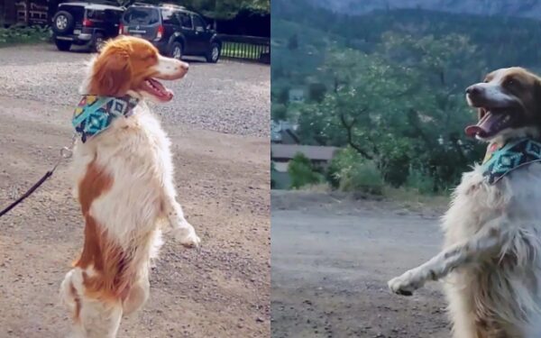 Meet the Dog Defying Nature by Walking Like a Human-1