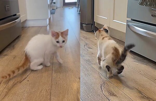 Meet the Resilient Kittens Defying All Odds with Their Unique Gait-1