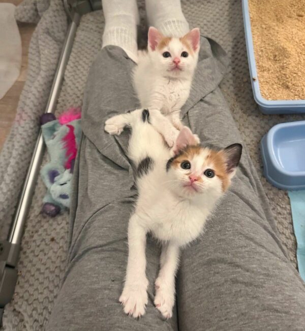 Meet the Resilient Kittens Defying All Odds with Their Unique Gait-1