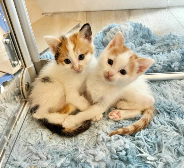 Meet the Resilient Kittens Defying All Odds with Their Unique Gait-1