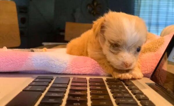 Rejected Newborn Puppy Finds Unwavering Love and a Second Chance-1