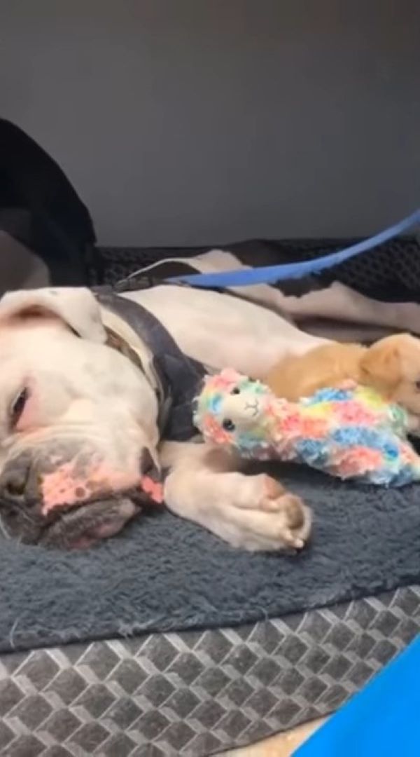 Rejected Newborn Puppy Finds Unwavering Love and a Second Chance-1