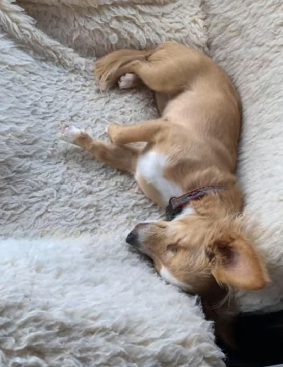 Rejected Newborn Puppy Finds Unwavering Love and a Second Chance-1