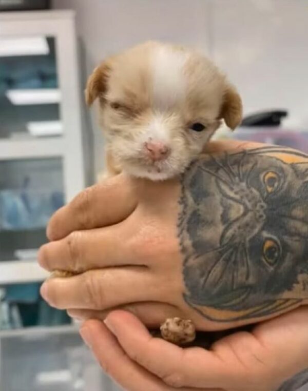 Rejected Newborn Puppy Finds Unwavering Love and a Second Chance-1