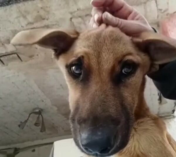 Rescue Mission: The Miraculous Transformation of an Abandoned Puppy-1