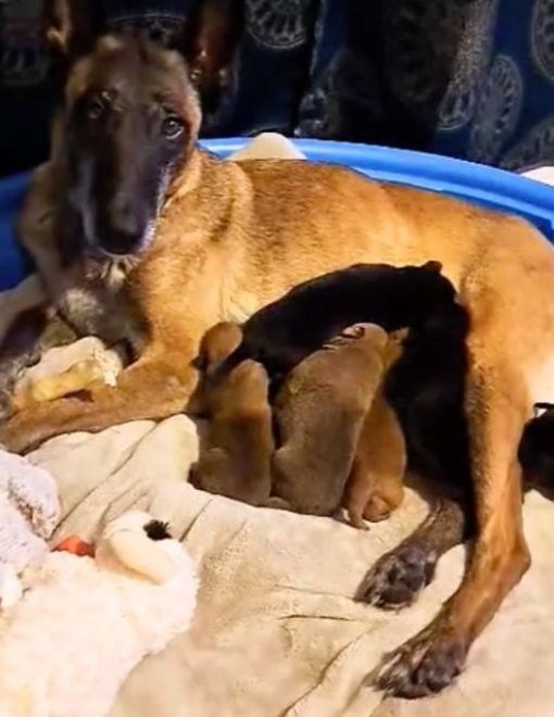 Rescue of a Lifetime: Abused Dog's Separation from Puppies Sparks Heartfelt Journey-1