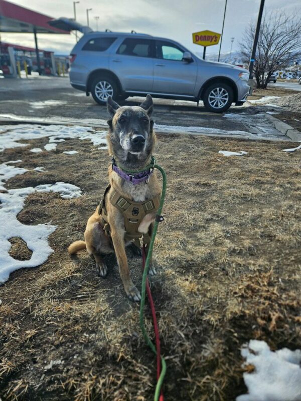 Rescue of a Lifetime: Abused Dog's Separation from Puppies Sparks Heartfelt Journey-1