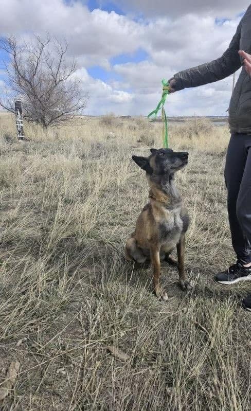 Rescue of a Lifetime: Abused Dog's Separation from Puppies Sparks Heartfelt Journey-1