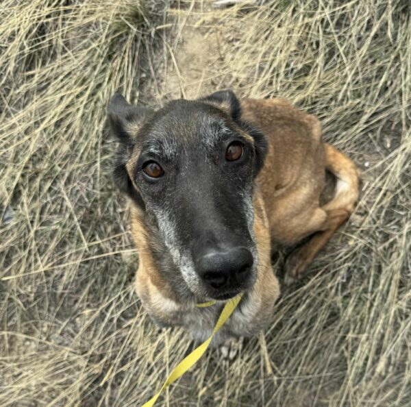 Rescue of a Lifetime: Abused Dog's Separation from Puppies Sparks Heartfelt Journey-1