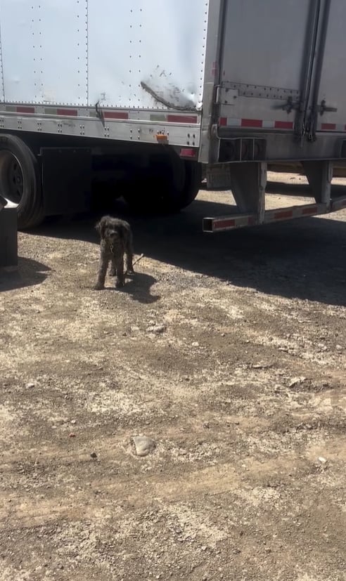 Rescuer's Emotional Encounter with Struggling Dog in a Truck Yard-1