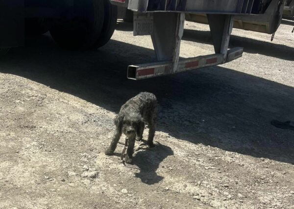 Rescuer's Emotional Encounter with Struggling Dog in a Truck Yard-1