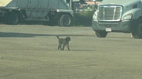 Rescuer's Emotional Encounter with Struggling Dog in a Truck Yard-1