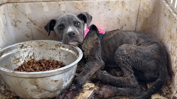 Rescuers Shattered by the Unimaginable Condition of a Helpless Dog-1