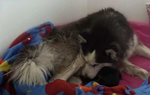 Rescuers Stunned by Heartbreaking Discovery of Pregnant Husky at Construction Site-1