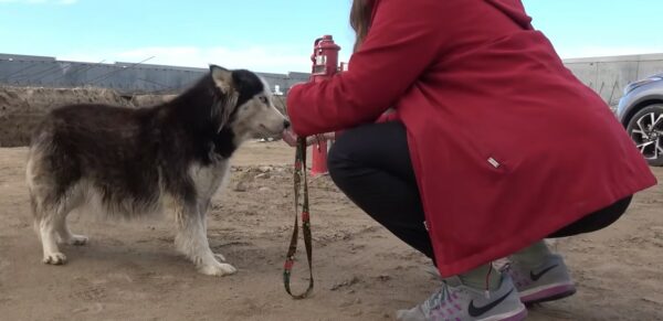 Rescuers Stunned by Heartbreaking Discovery of Pregnant Husky at Construction Site-1