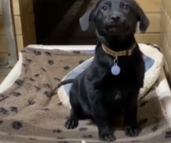 Smiling Shelter Puppy Wins Over the Internet, Finds Loving Home-1