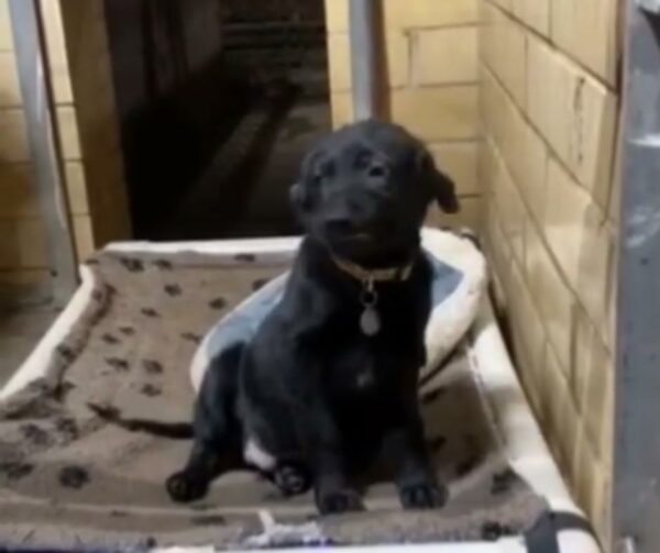 Smiling Shelter Puppy Wins Over the Internet, Finds Loving Home-1