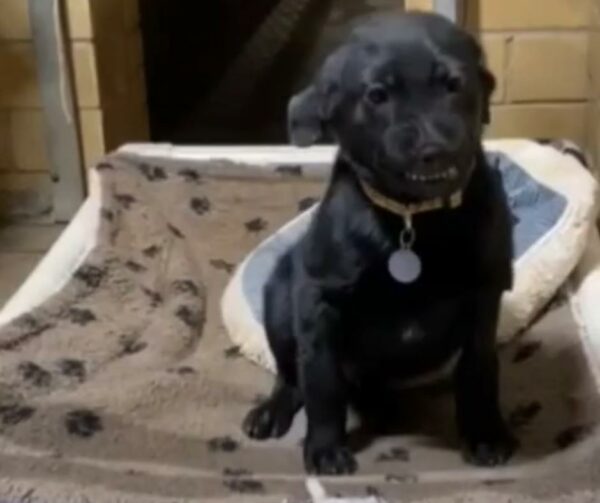 Smiling Shelter Puppy Wins Over the Internet, Finds Loving Home-1