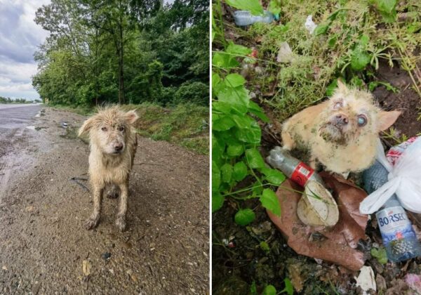 Stray Dog Pleads for Rescuers to Save Her Blind Companion-1