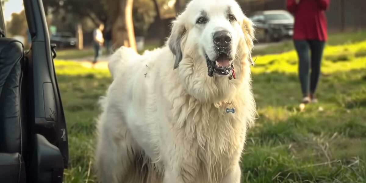 The Heartbreaking Reason This Dog Was Overlooked at the Adoption Event