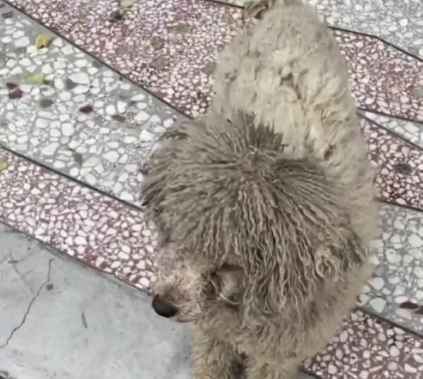 The Moment A Shivering Dog's Life Transformed By A Kind Stranger-1