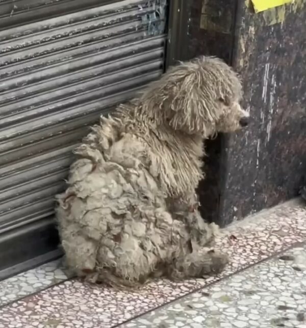 The Moment A Shivering Dog's Life Transformed By A Kind Stranger-1