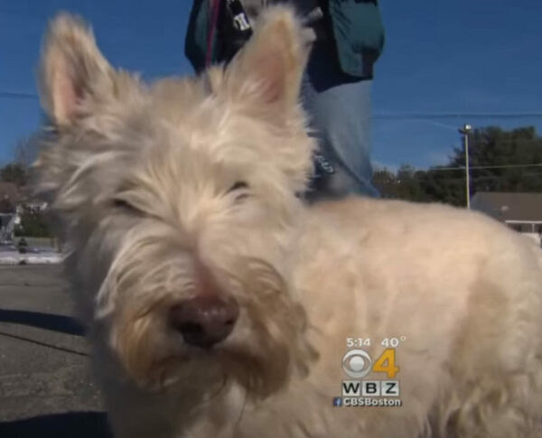 Tiny Hero Dog's Desperate Plea Leads Officer To Heart-Stopping Discovery-1