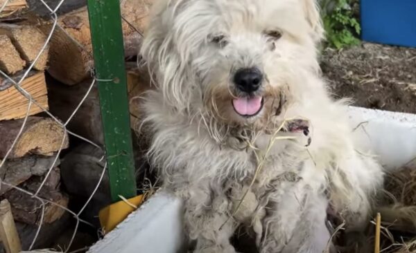 Unbreakable Bond: Discover the Heartfelt Story of a Dog's Fight for Her Pup's Survival-1