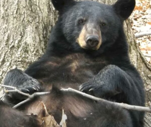 Woman's Unbreakable Bond with Wild Bears Defies All Odds-1
