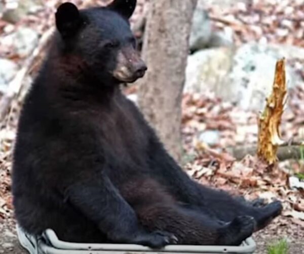 Woman's Unbreakable Bond with Wild Bears Defies All Odds-1