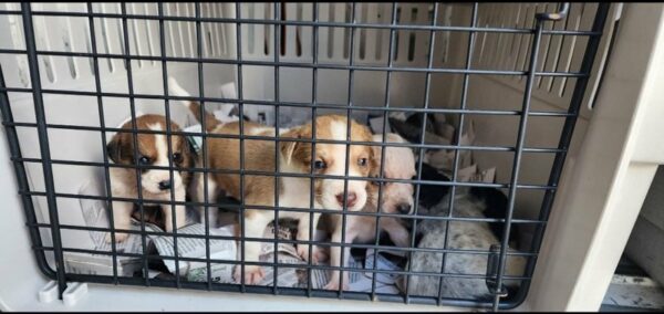 30 Puppies Left Abandoned in a Box: The Heart-Pounding Rescue Story-1