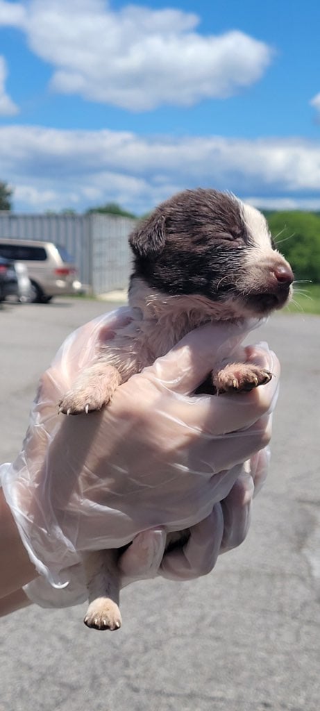 30 Puppies Left Abandoned in a Box: The Heart-Pounding Rescue Story-1